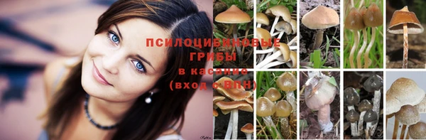 каннабис Каменногорск